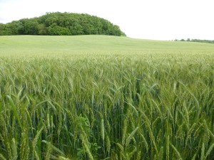 luzerne-grande-culture