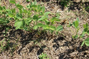 soja SD ds avoine pois 12